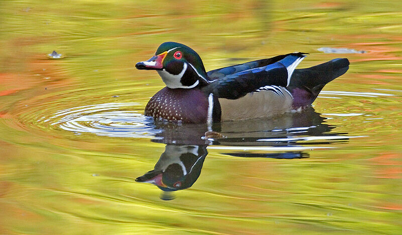 Canard carolin mâle adulte