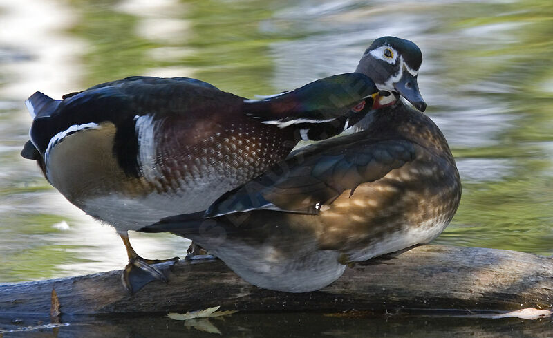 Canard carolin adulte