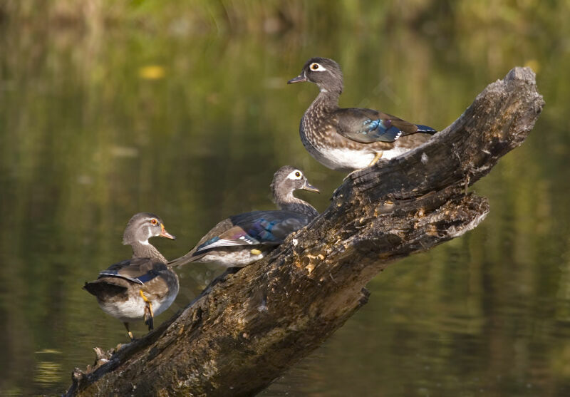 Canard carolin femelle