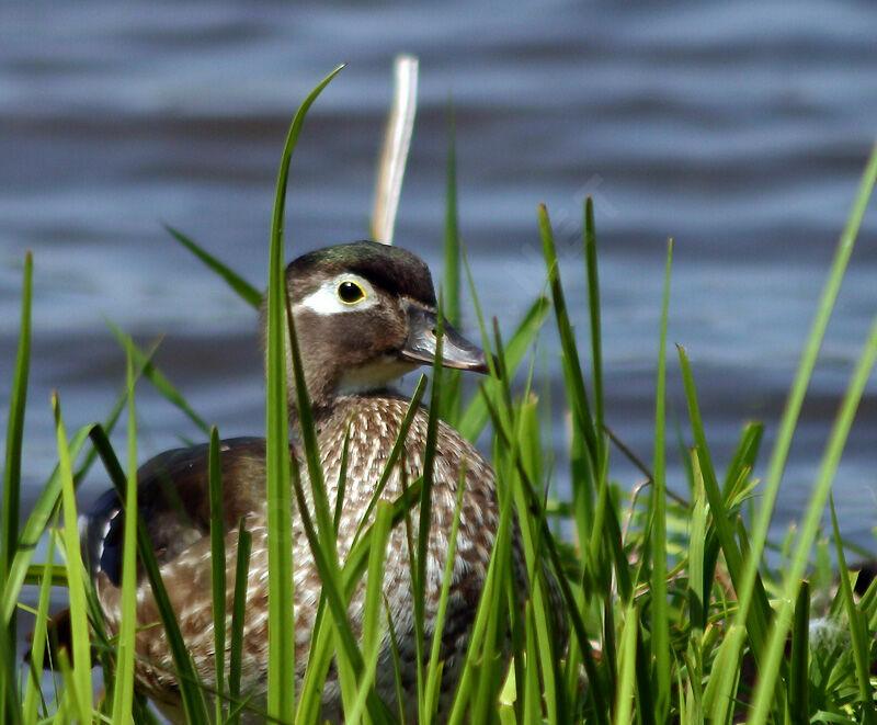 Wood Duck