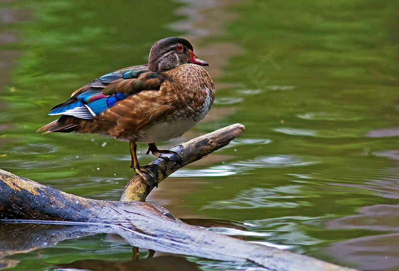 Canard carolin femelle