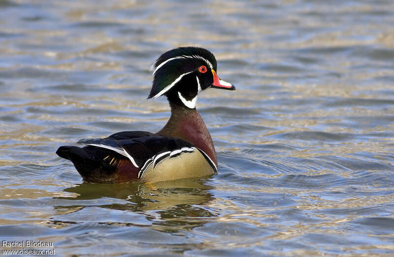 Canard carolin mâle adulte, identification