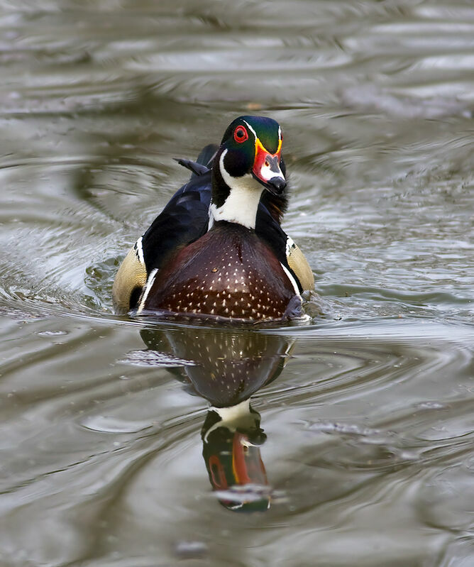 Canard carolin mâle, identification