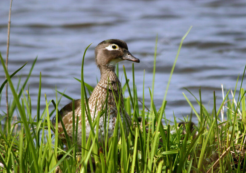 Canard carolin