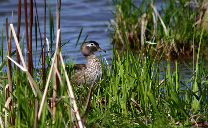 Wood Duck