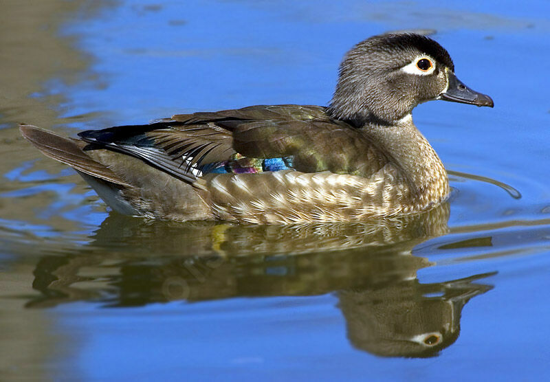 Wood Duck female adult