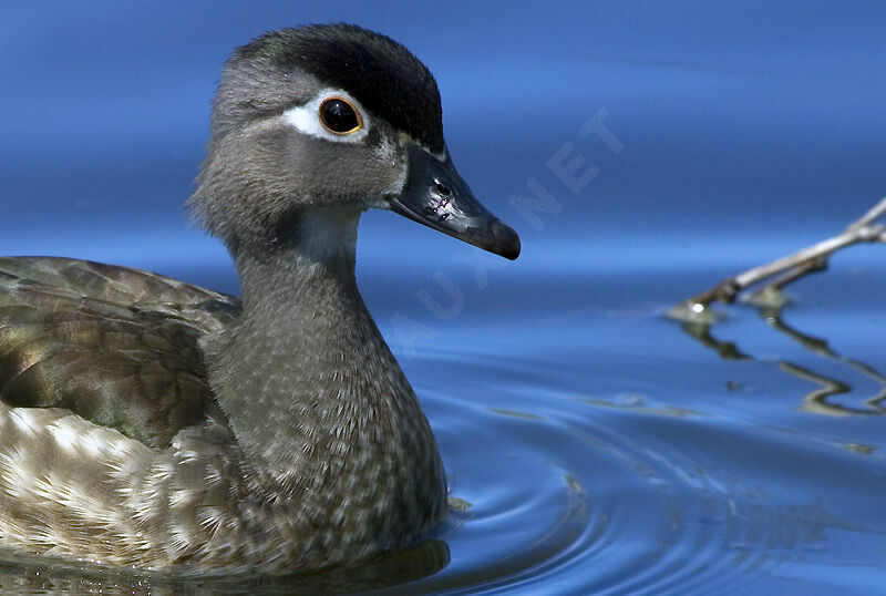 Wood Duck