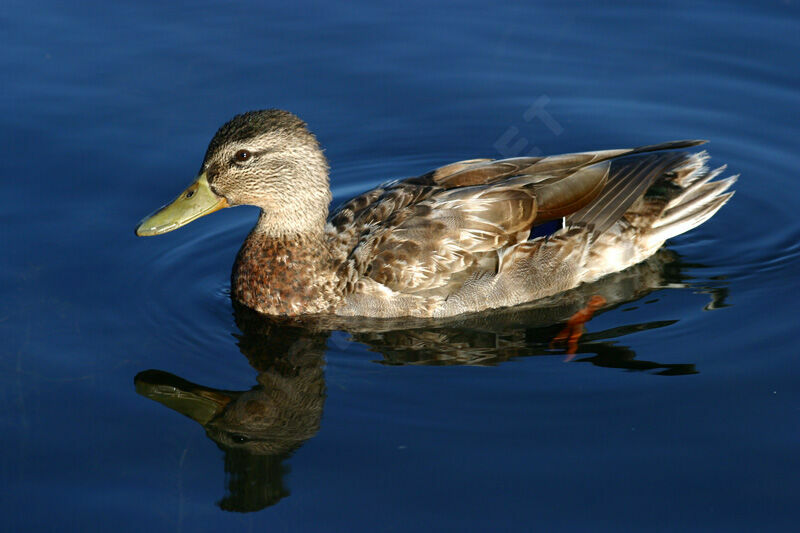 Mallard