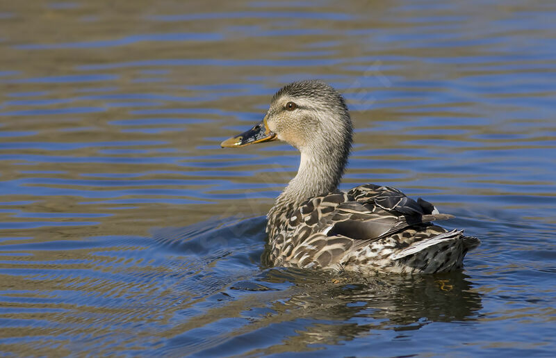 Mallard female adult, identification