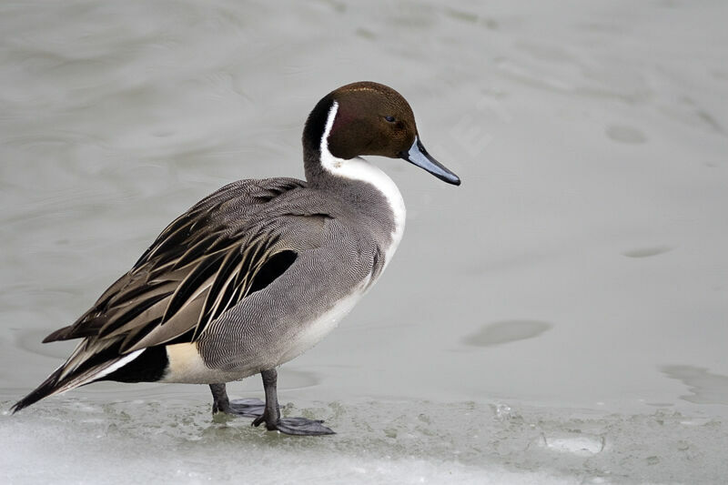 Canard pilet mâle