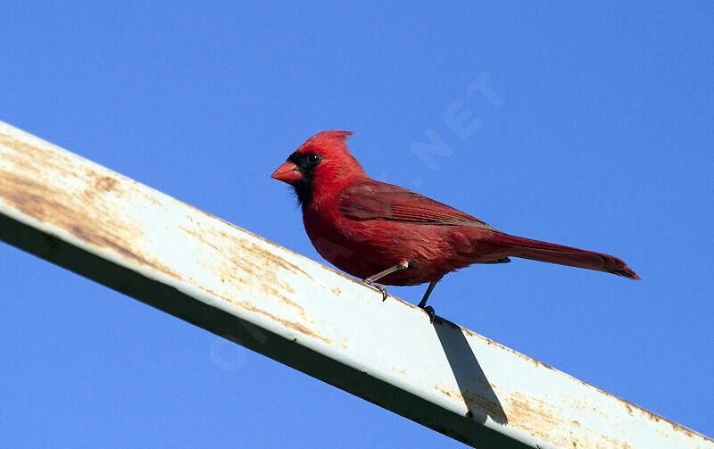 Cardinal rouge