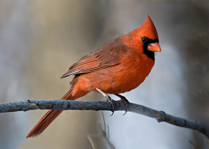 Cardinal rouge