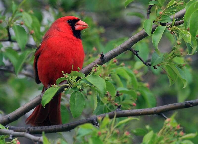 Cardinal rouge