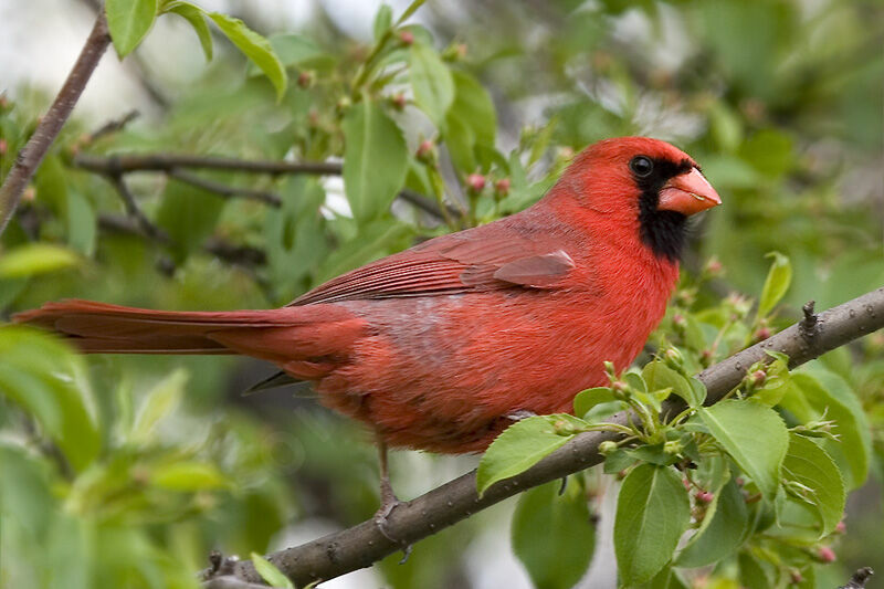 Cardinal rouge mâle