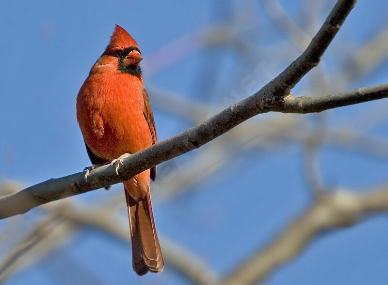 Cardinal rouge mâle