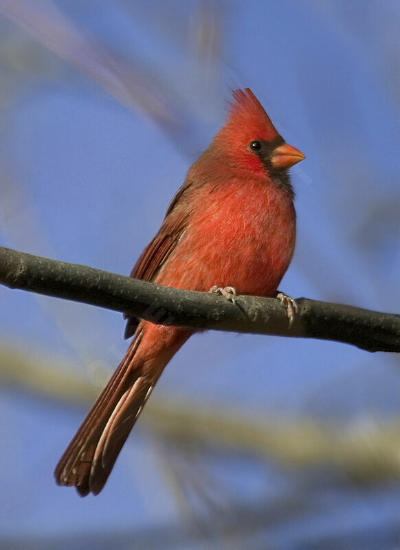 Cardinal rouge mâle