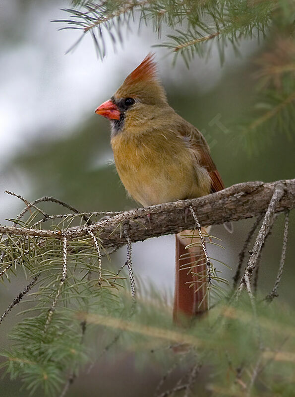 Cardinal rouge femelle adulte