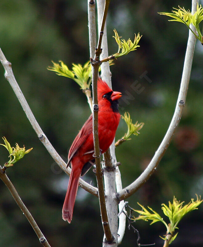 Cardinal rouge