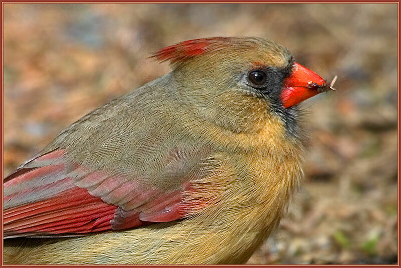 Cardinal rouge femelle