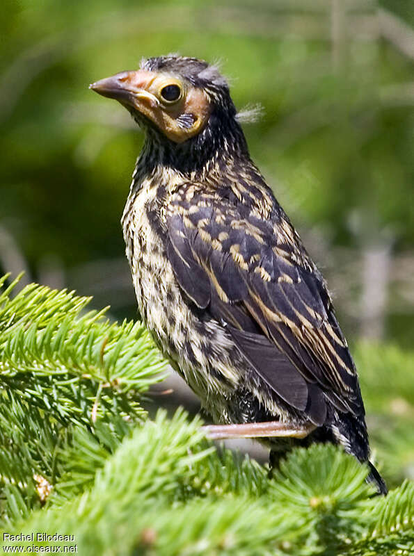 Carouge à épaulettesjuvénile, identification