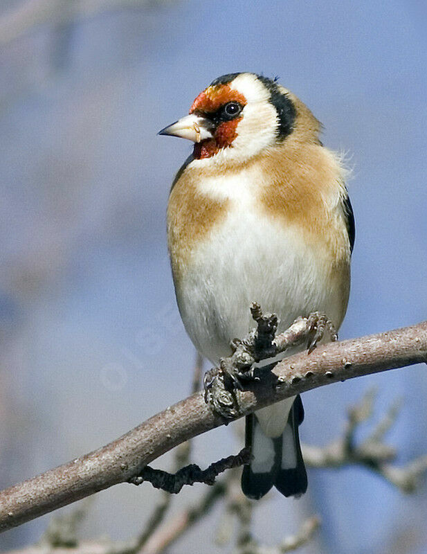 Chardonneret élégant