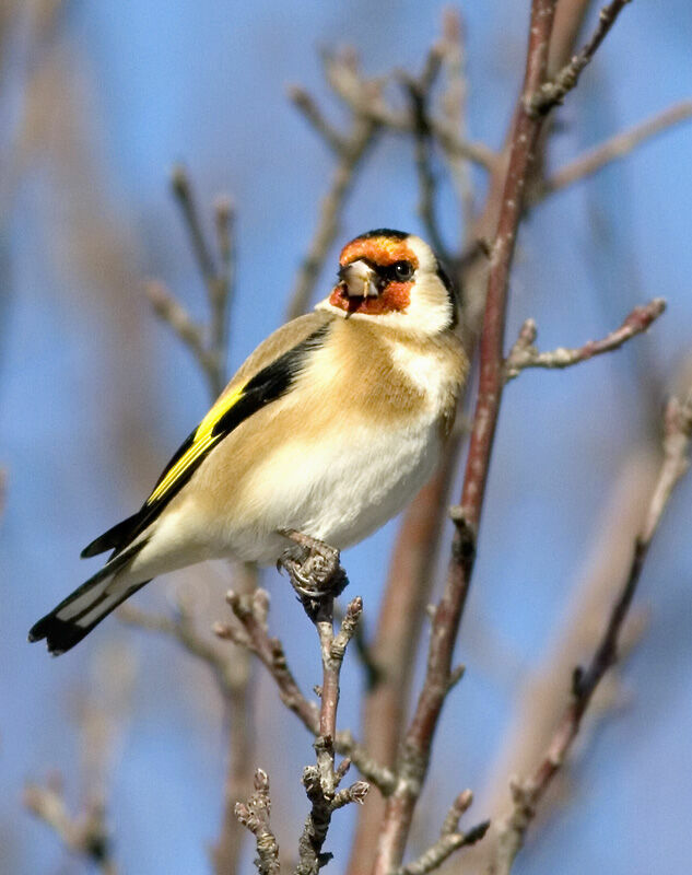 Chardonneret élégant