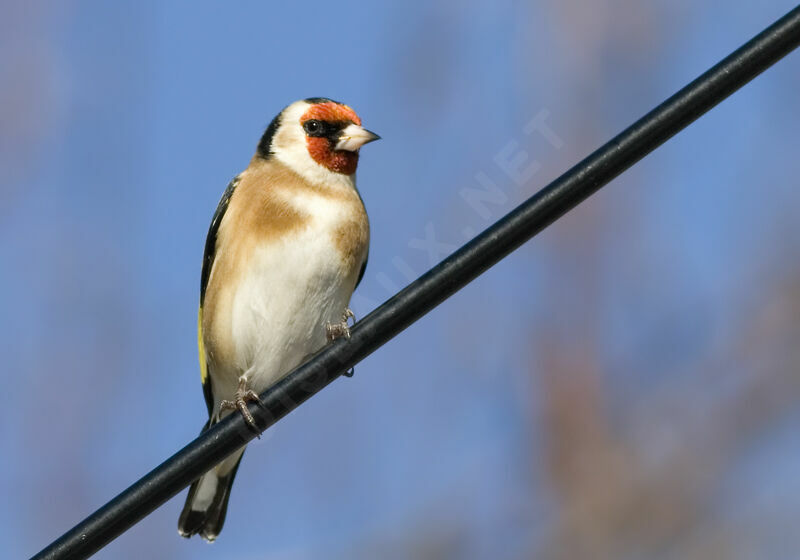 Chardonneret élégant