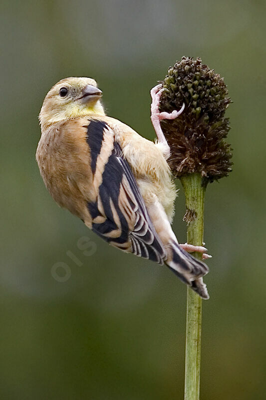 American Goldfinch female