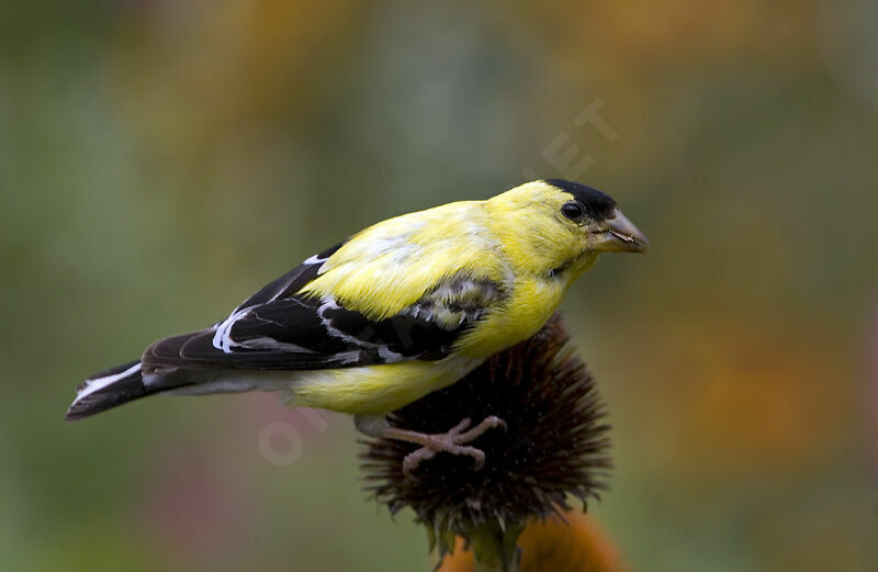 American Goldfinch male