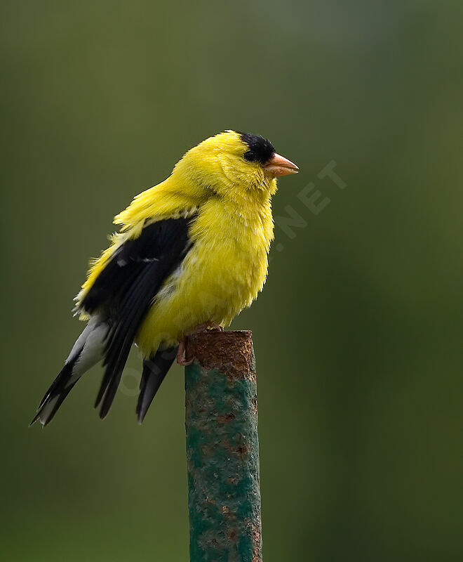 American Goldfinch male adult