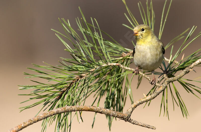 American Goldfinch, identification