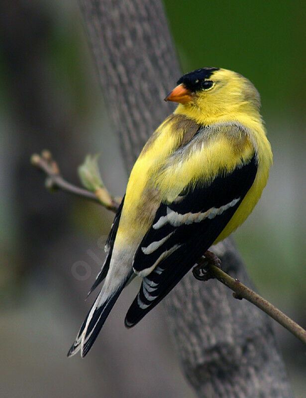 American Goldfinch