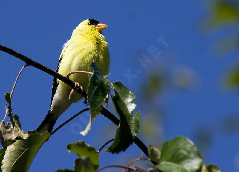 American Goldfinch