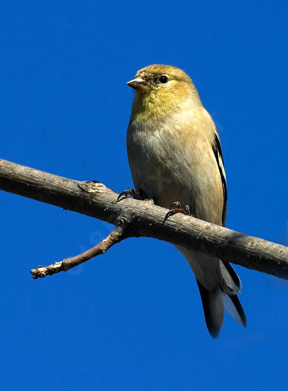 American Goldfinch