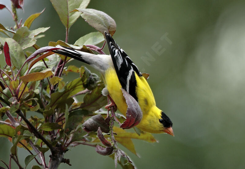 American Goldfinch male adult