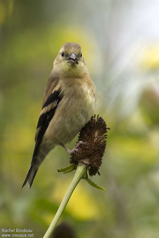 American GoldfinchFirst year, pigmentation, eats