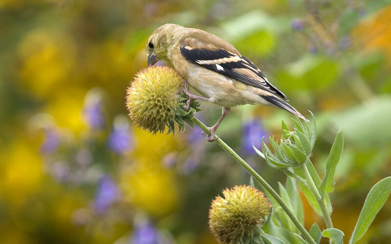 American Goldfinch female