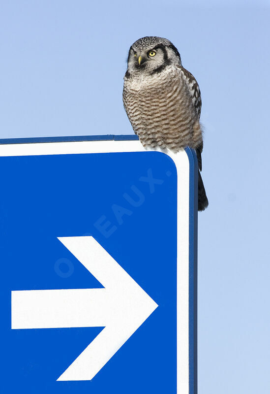 Chouette épervière, identification, Comportement