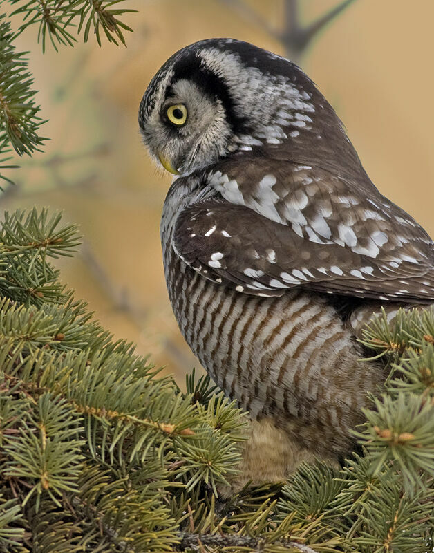 Chouette épervière, identification