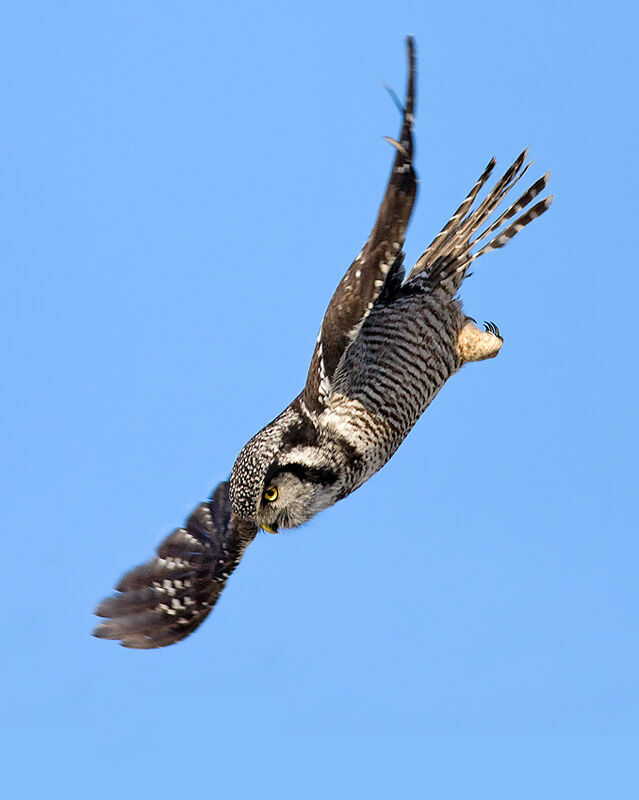 Chouette épervière, identification, Vol, Comportement