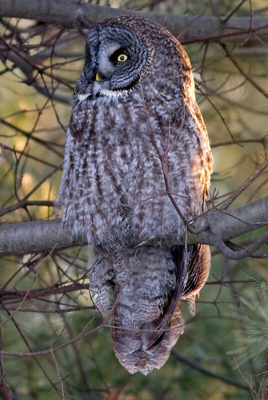 Great Grey Owl