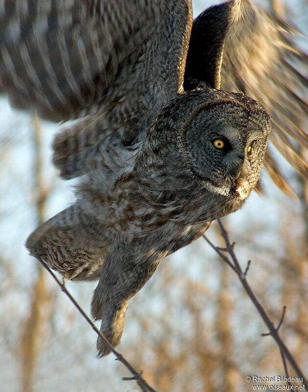 Great Grey Owl