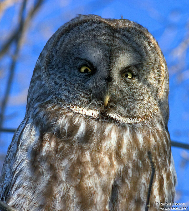 Great Grey Owl