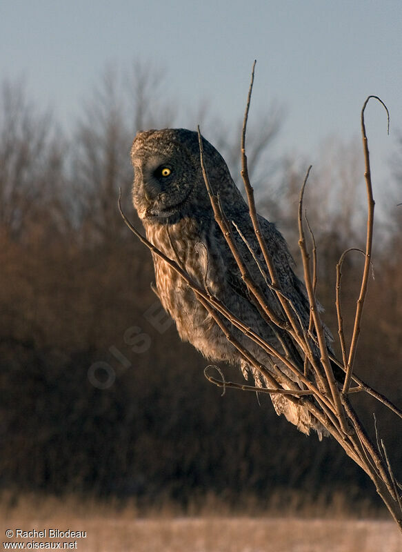 Great Grey Owl