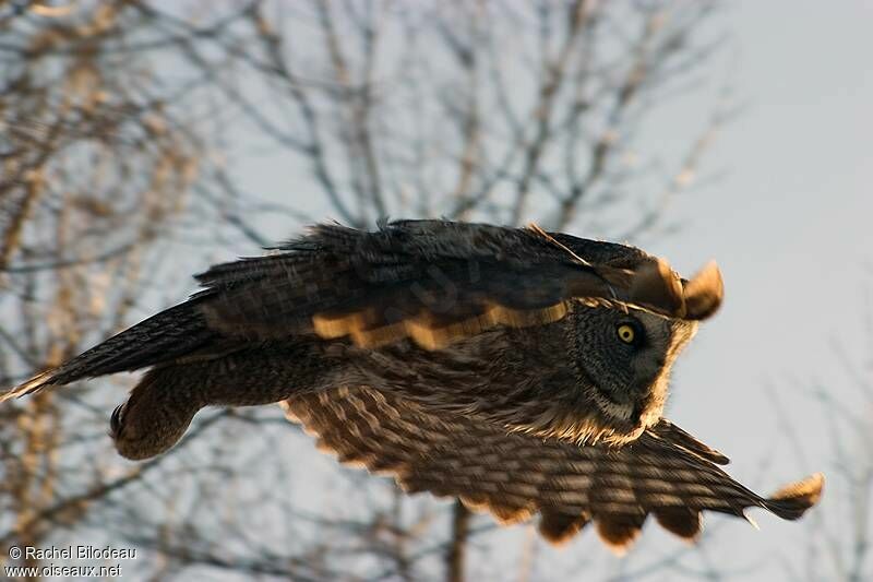 Great Grey Owl