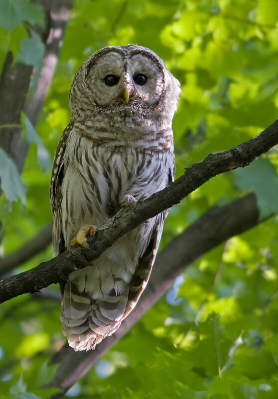 Barred Owladult, identification