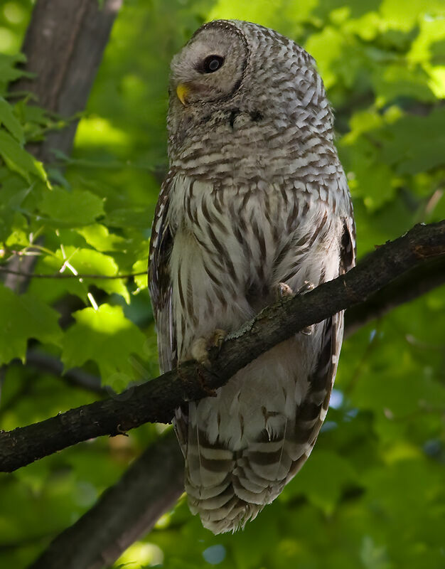 Barred Owladult, identification