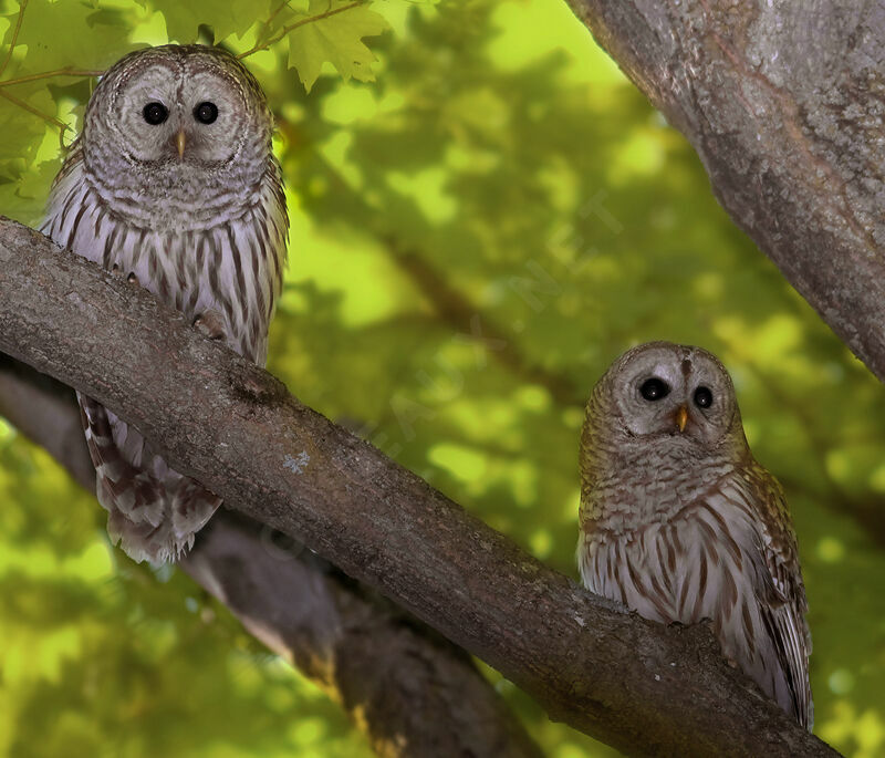 Barred Owl 