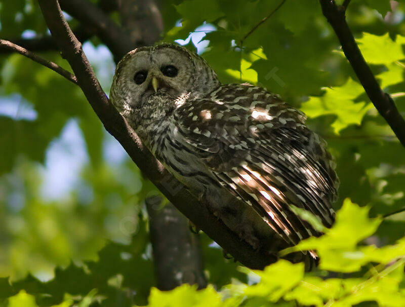 Barred Owladult, identification, Behaviour