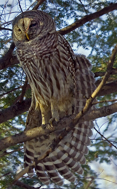 Barred Owl